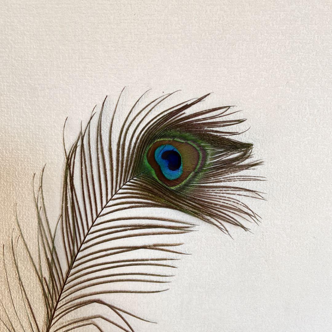 孔雀の羽
