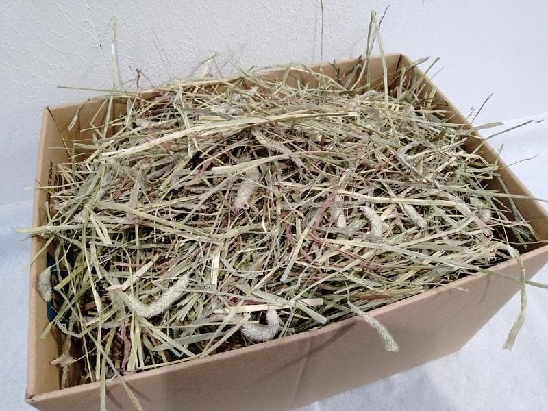 【8/20まで】 カナダ産 チモシー 60kg スーパープレミアム １番刈り