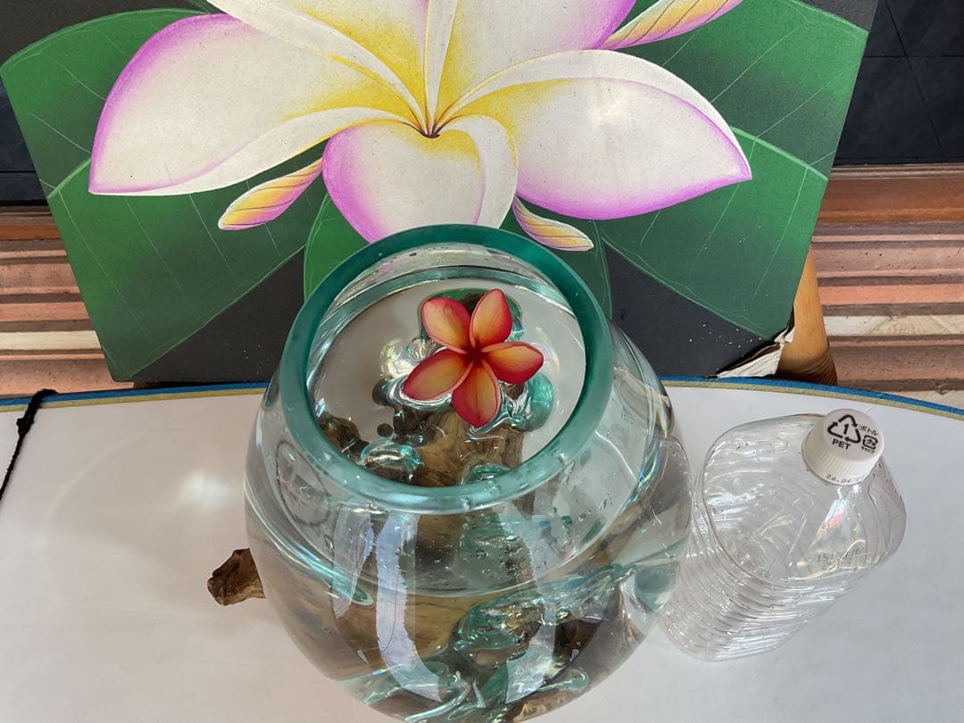 【新入荷】フィッシュボール(流木ガラス水槽)L size