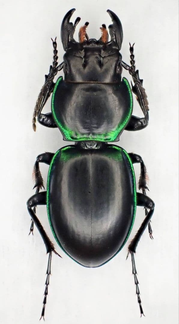 アメリカ産ゴミムシ