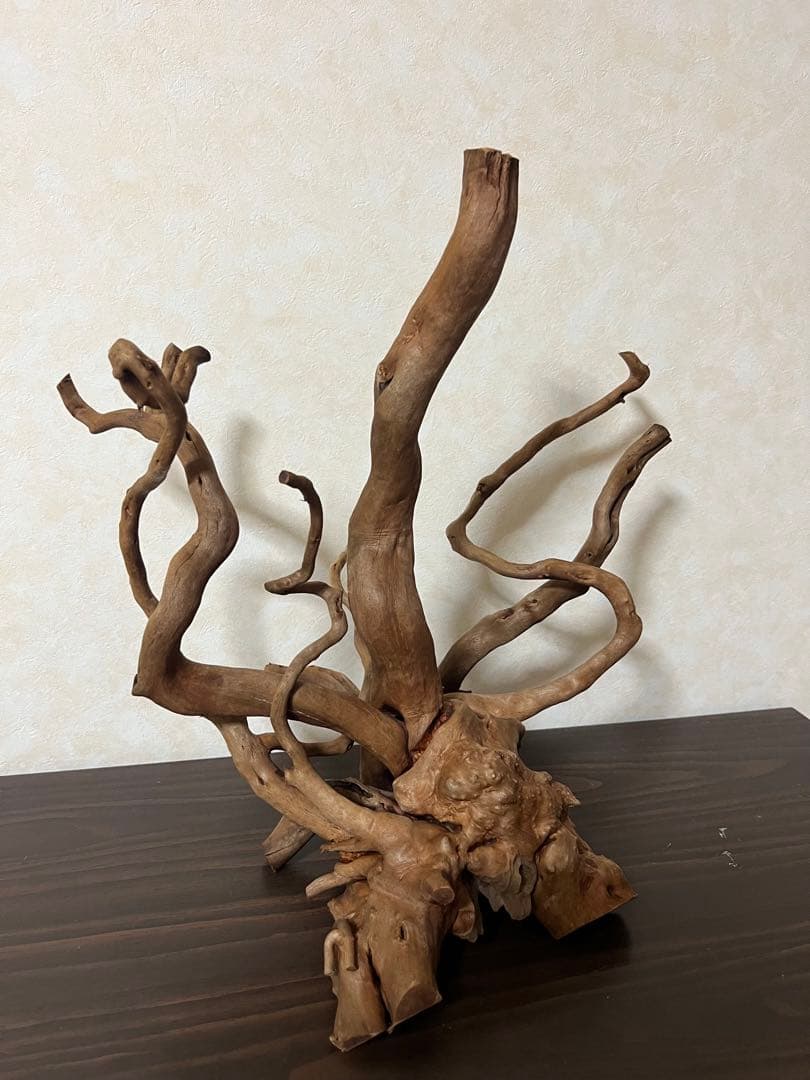 50508 ブランチウッド　流木　アクアリウム 沈水確認済