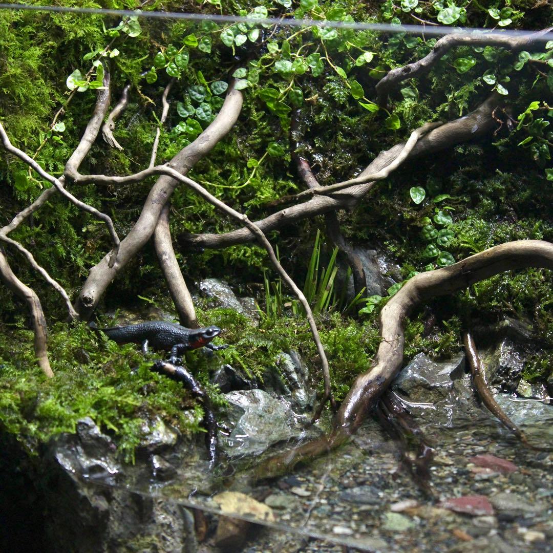 夕方　オーダー作品　アクアテラリウム　イモリウム