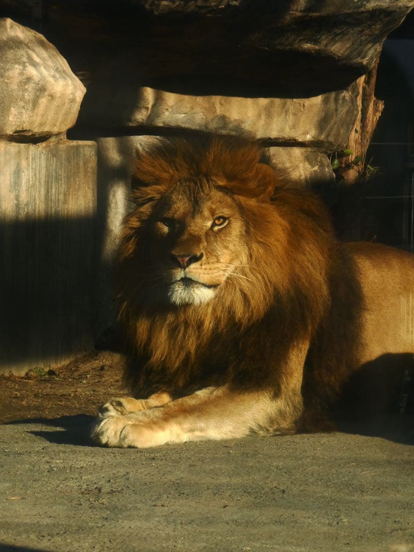 限定カラー Panasonic DC-TZ99 シルバー デジタルカメラ