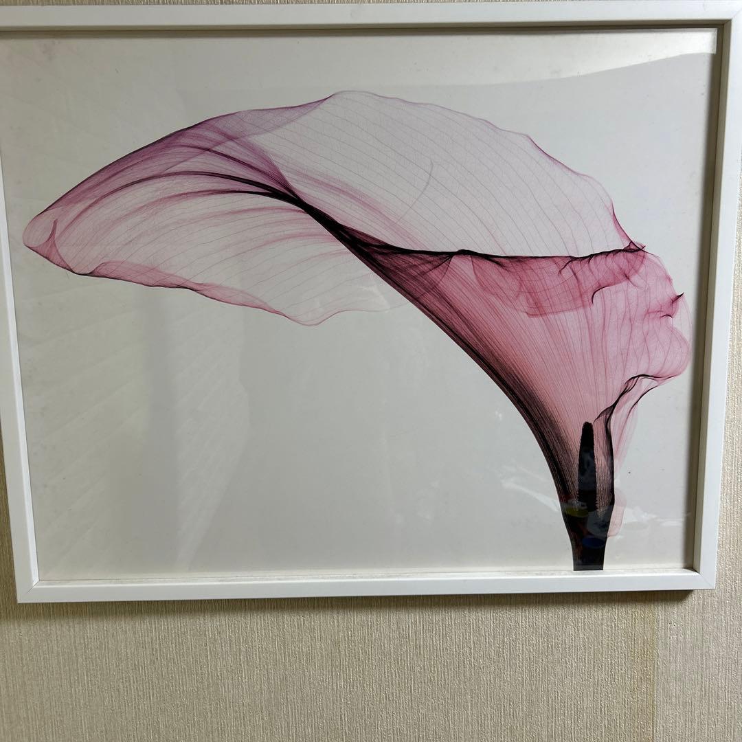 レントゲンアート 絵画　アートパネル　花　花びら　パネル