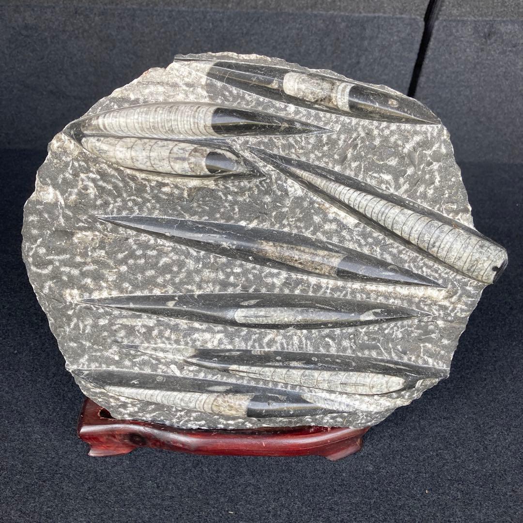 直角石オルソセラス大型台付