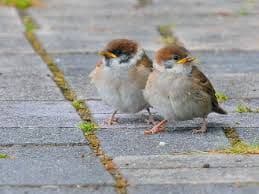 maiくま様 ★ 確認用 シマエナガ、スズメ