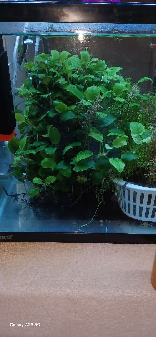 大量のアヌビアスナナ 水槽用「沖縄限定」