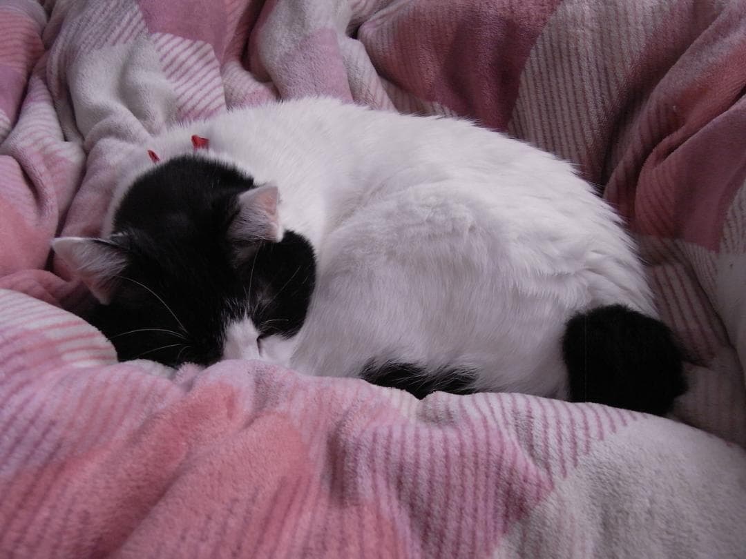 【年末セール】リコー RICOH R10 オールドコンデジ【美品・動作確認済】