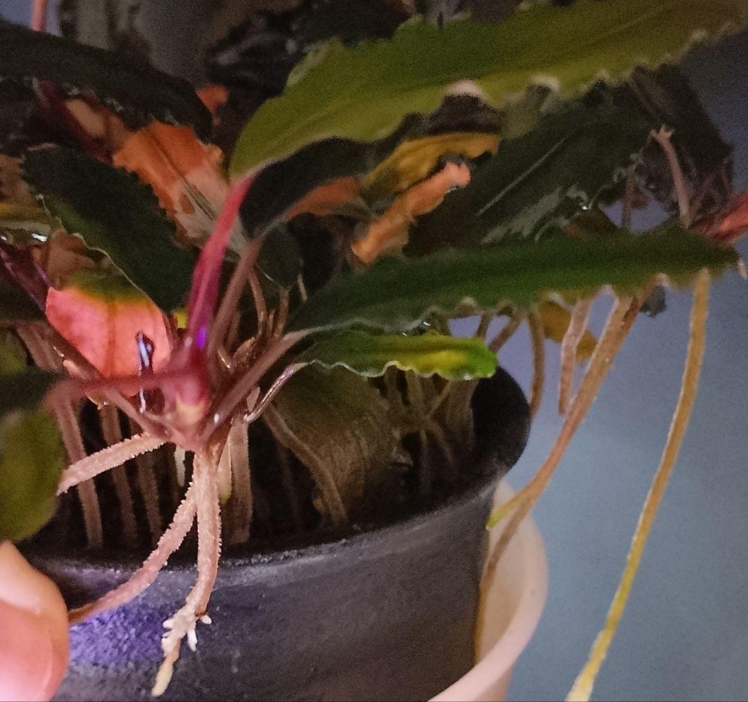 特価ブセファランドラ ルミナス パープル2 メラウィ Bucephalandra