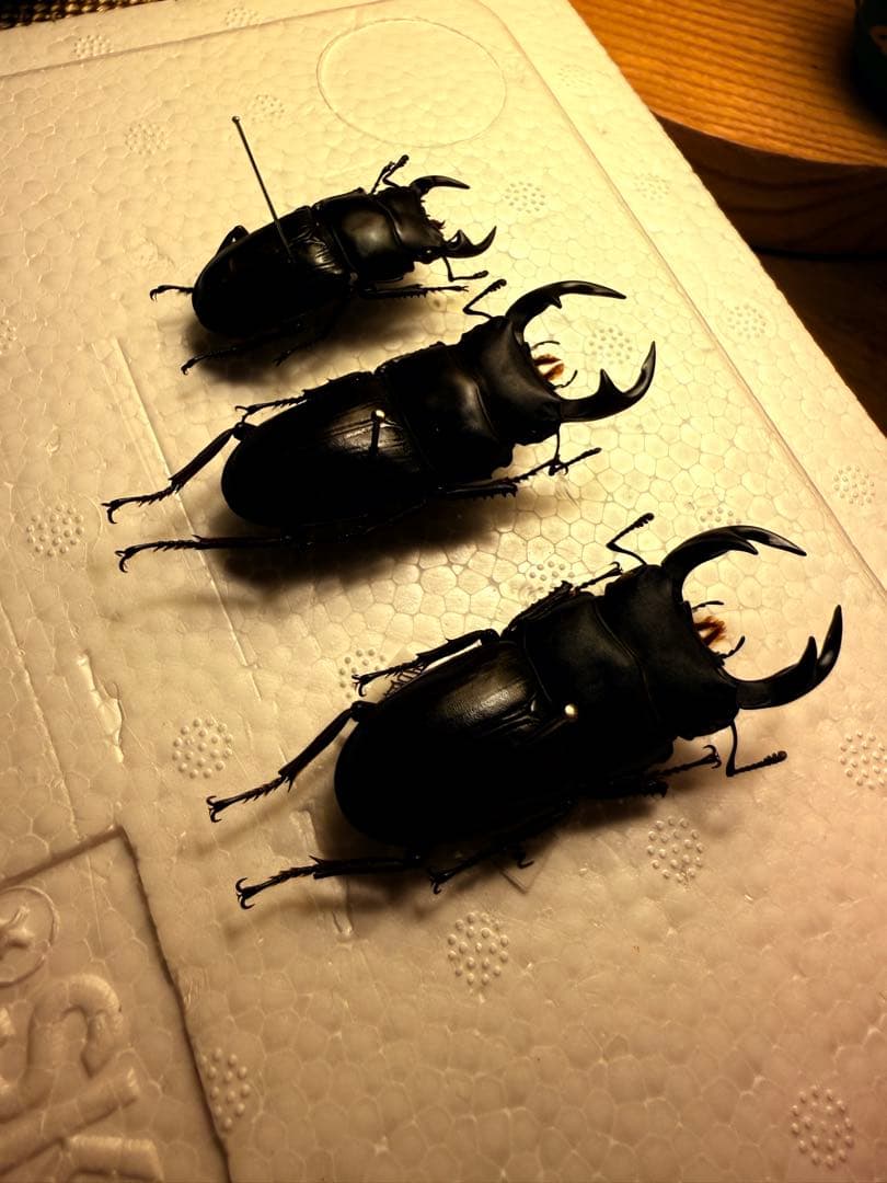 【専用】オオクワガタ野外品3個体