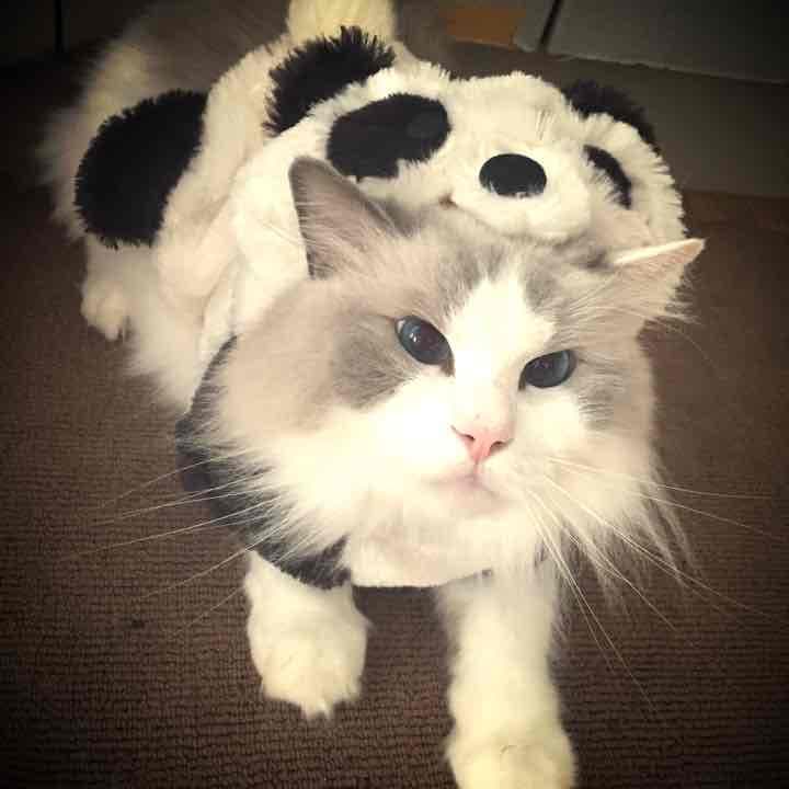 sold out ペットウェア