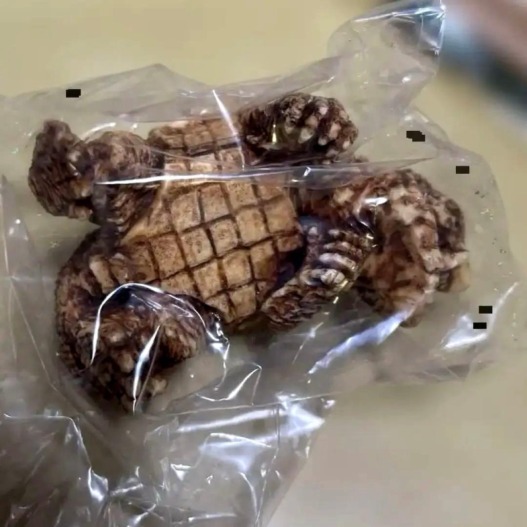 怪獣根付「ガメラ」