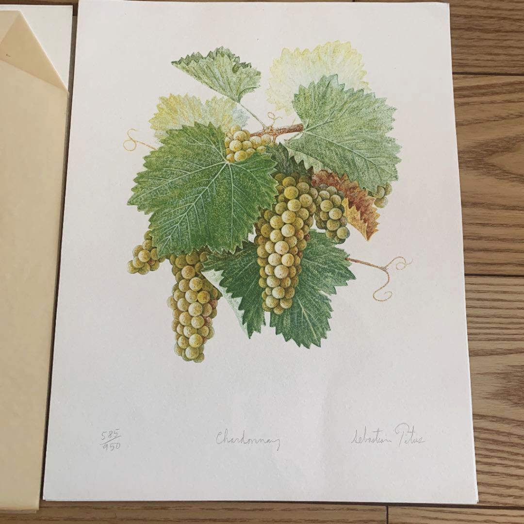 セバスチャン タイタス Sebastian Titus 葡萄リトグラフ　希少品