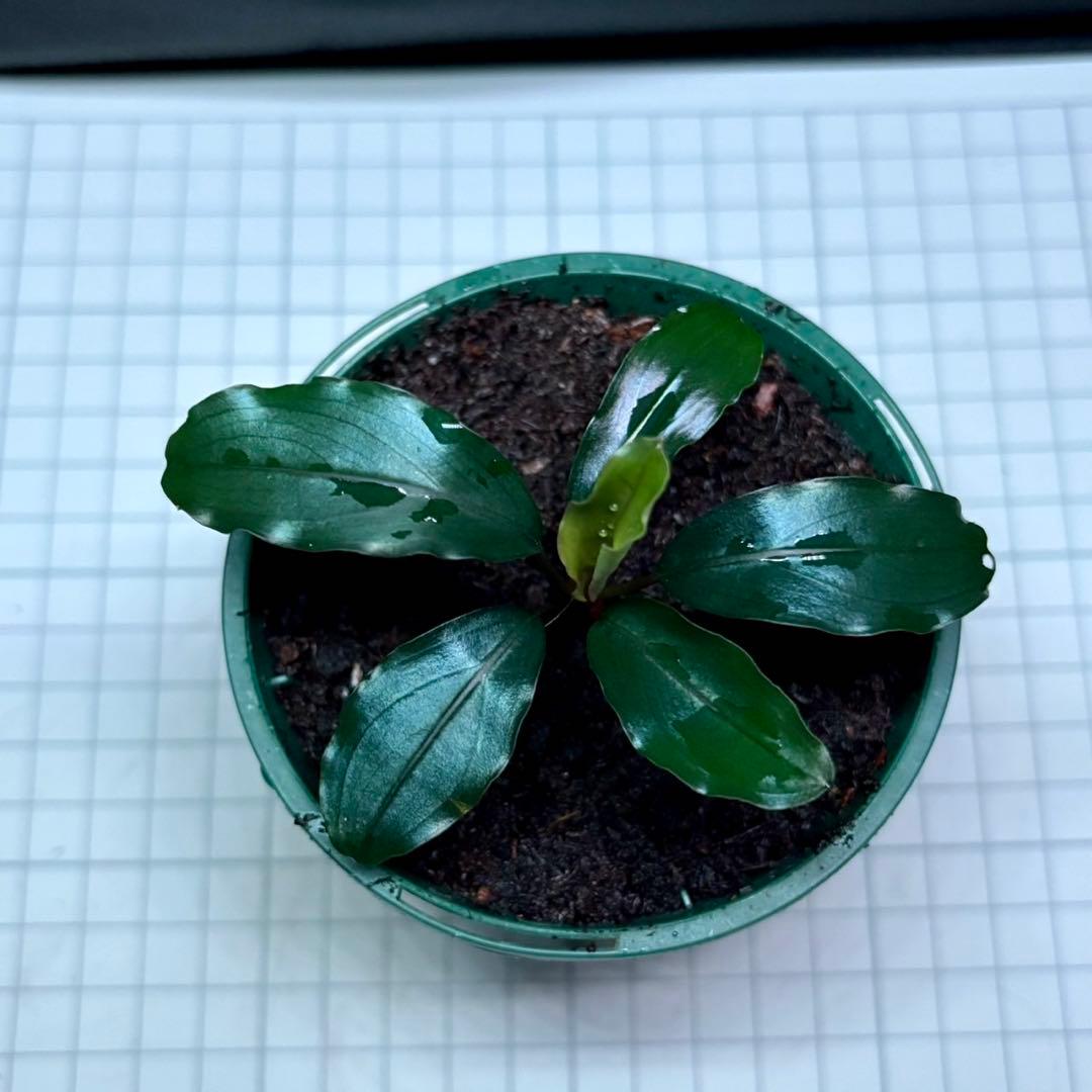 如*月様 ブセファランドラ sp.モトレイアーナスーパーブルー　②