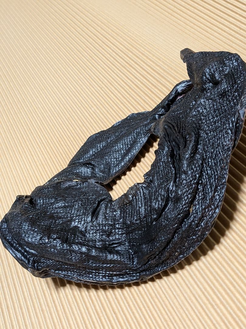 海のギャング四国太平洋産トラウツボマニアックレア標本飾りオブジェ置物