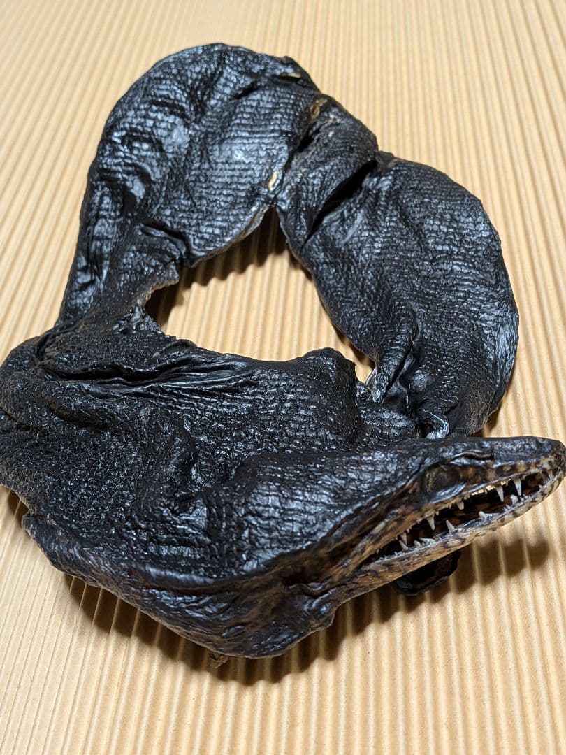 海のギャング四国太平洋産トラウツボマニアックレア標本飾りオブジェ置物