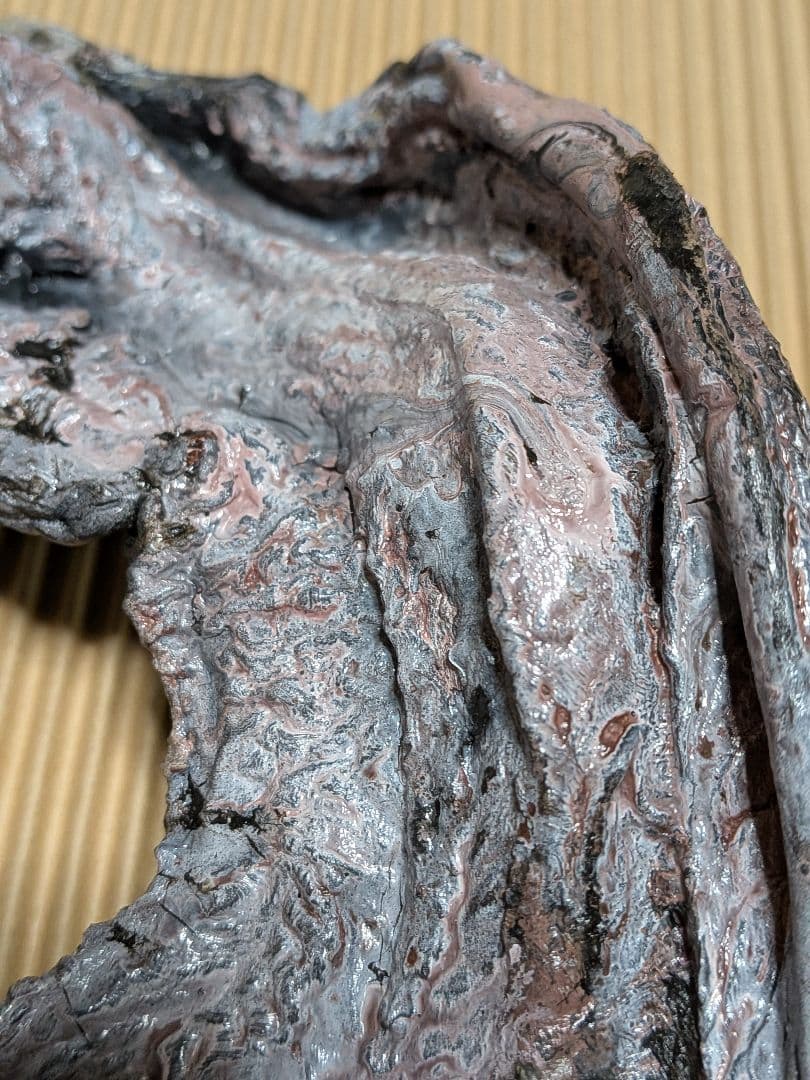 海のギャング四国太平洋産トラウツボマニアックレア標本飾りオブジェ置物