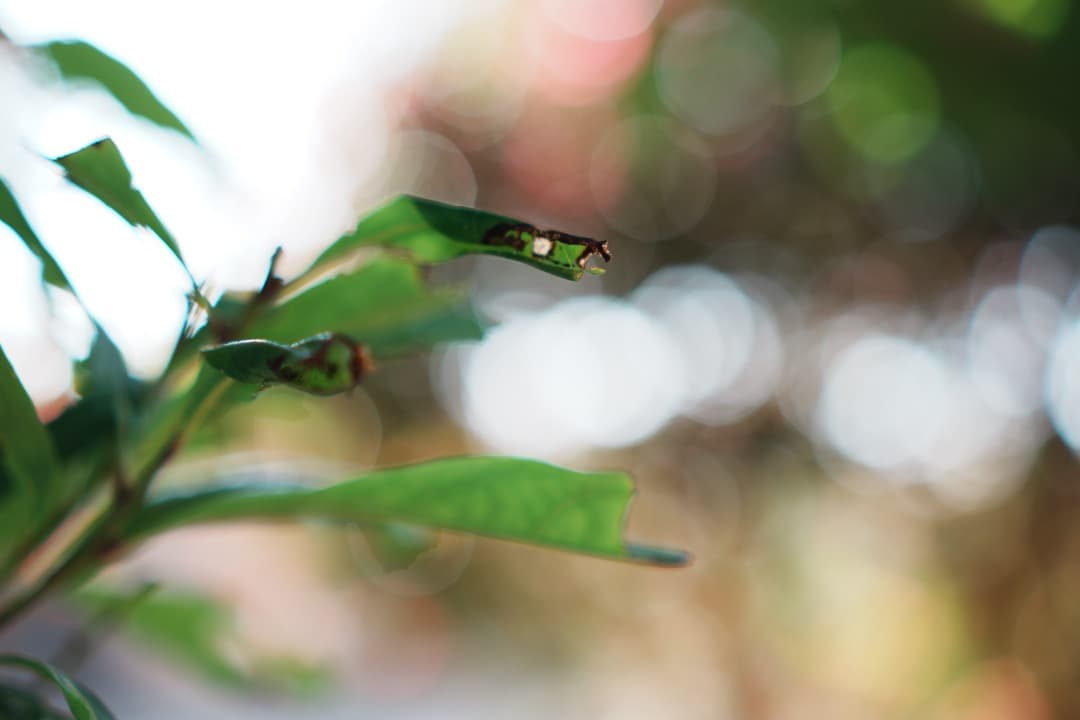 【ほぼ新品】ソニー E 35mm F1.8 OSS 単焦点レンズ メーカー保証