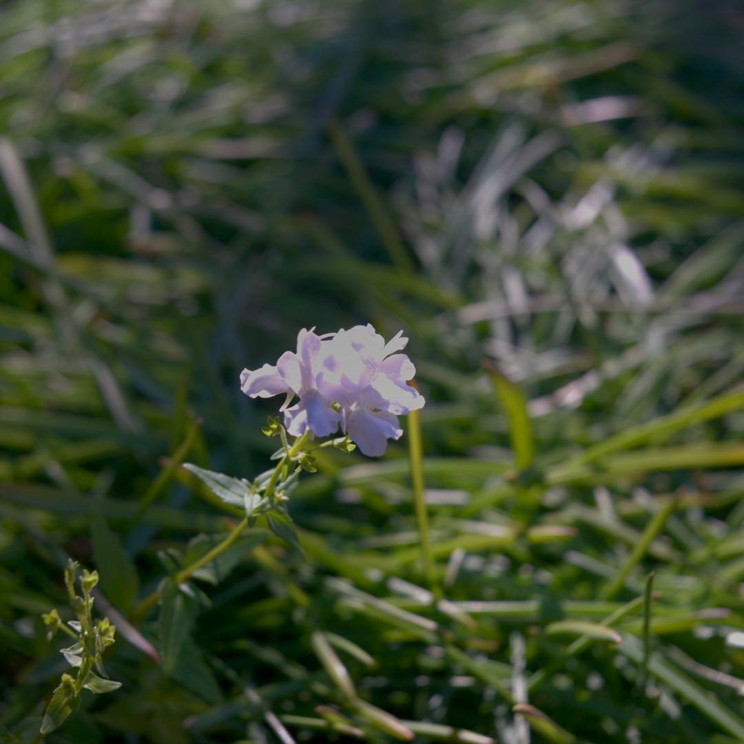 Steinheil Cassar ドイツ製　45mm f/2.8 多彩なボケ⁉️