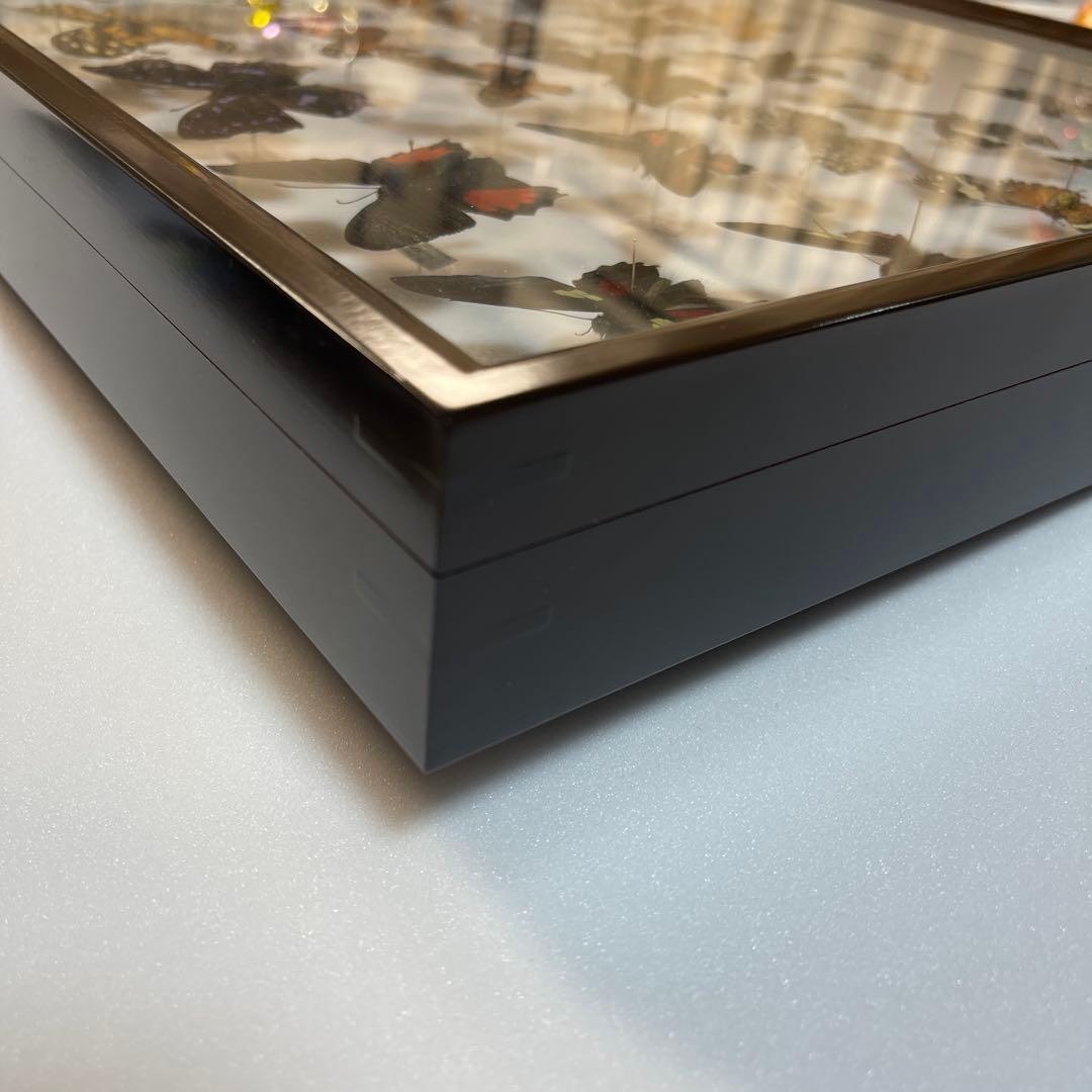 蝶の標本 30匹額装