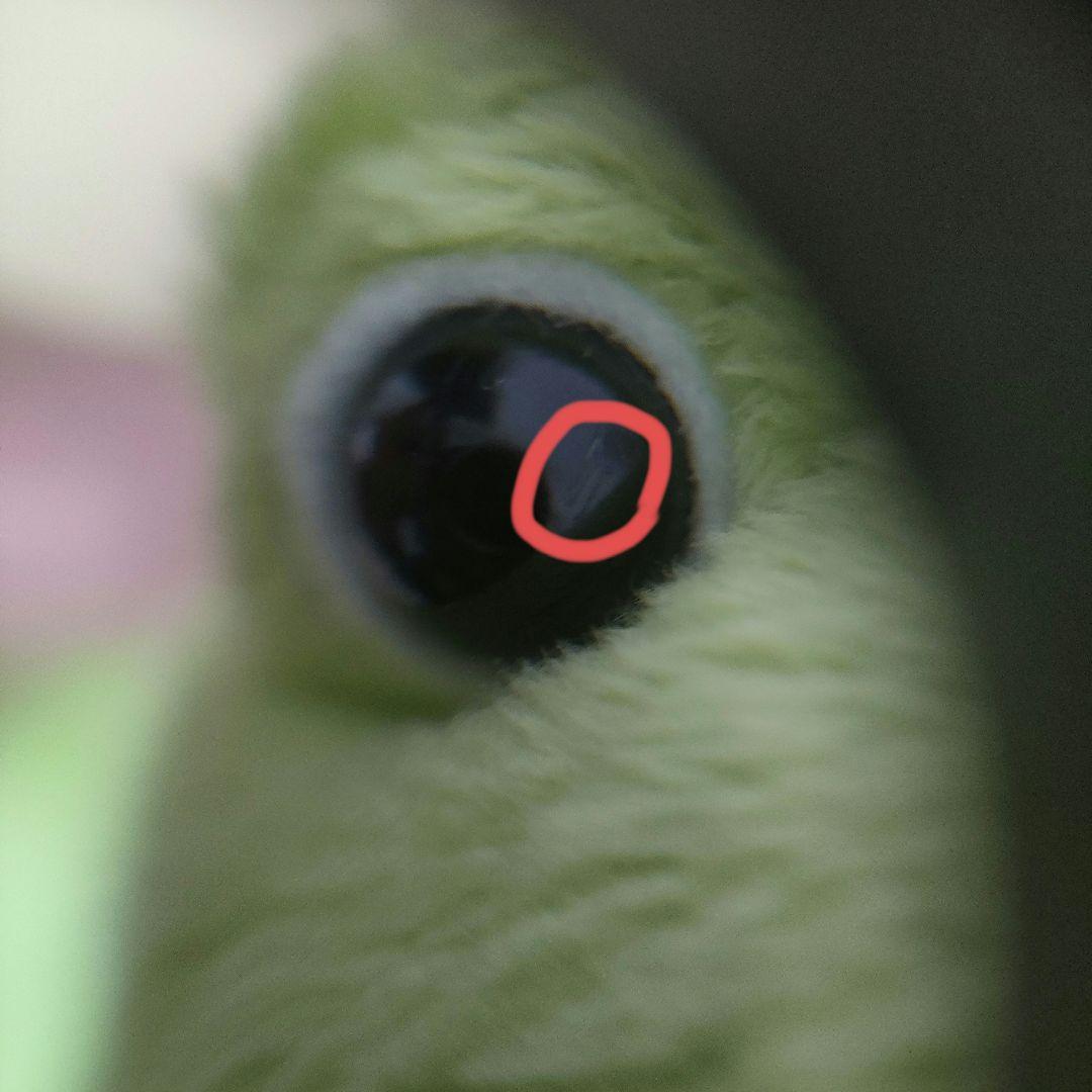 激レア　タグ付き　モンスイユ　ボーノ　カエル　ぬいぐるみ　レトロ