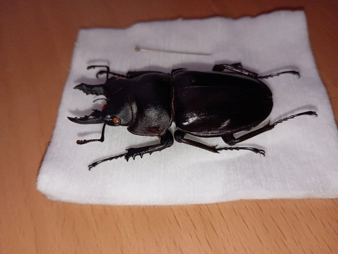 アマミマルバネ（徳之島）♂57ミリ針穴あり