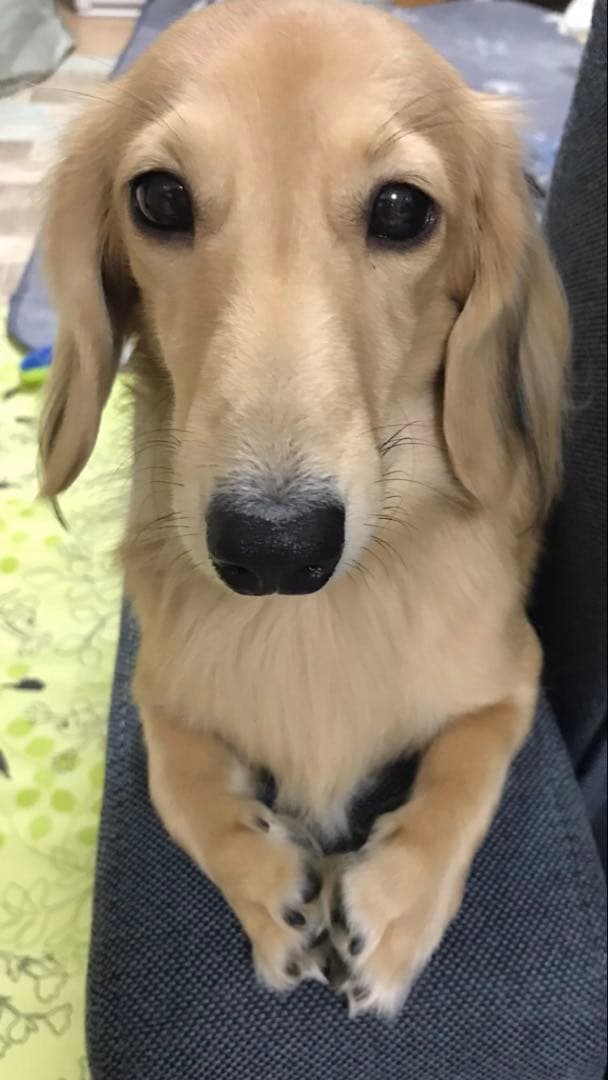 オーダー見本画像　※購入しないでください！