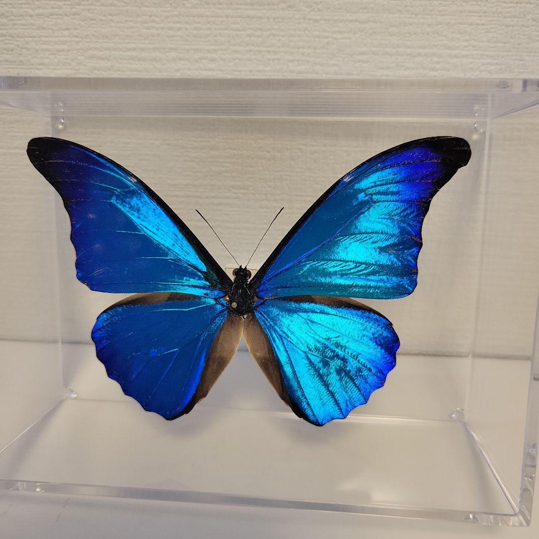 蝶の標本　熱帯ジャングルを舞う宝石(珍珍)