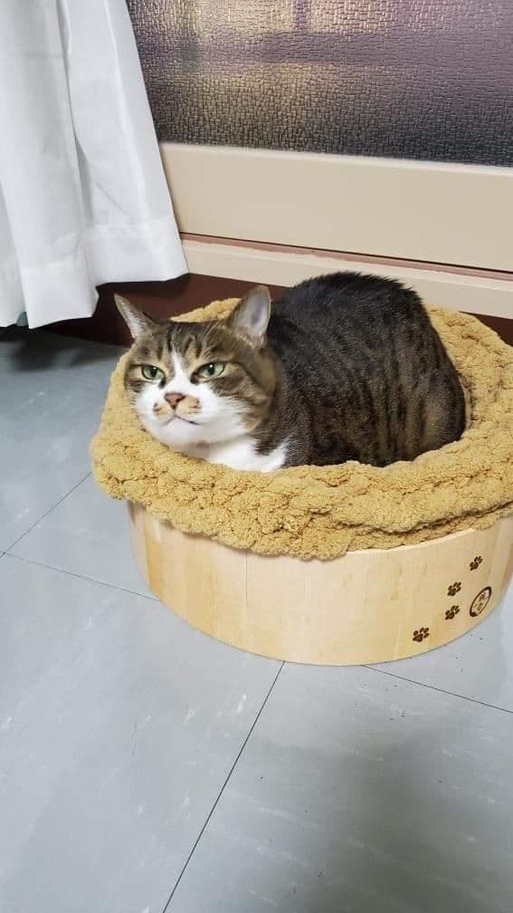 カフェマット  お昼寝マット ペットマット　オーダー承ります