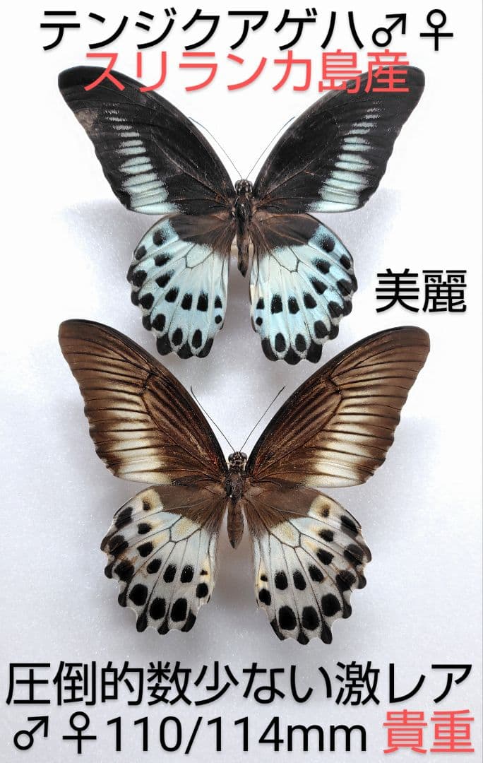 新春価格‼️テンジクアゲハ♂♀標本★スリランカ島産★入手困難美麗希少標本‼️