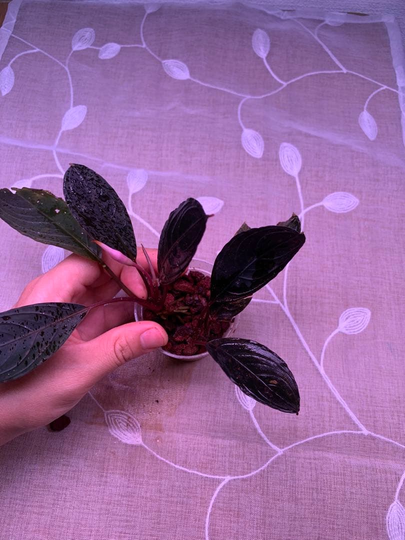 ブセファランドラ　スケルトンキング　１５株