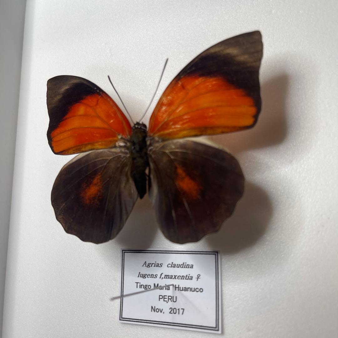 Agrias claudina lugens ♀8mm