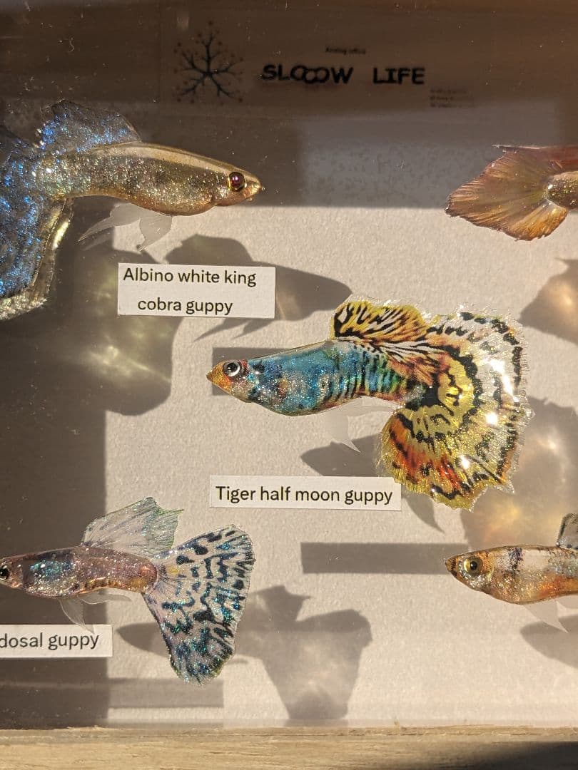 グッピー（5種）　標本箱