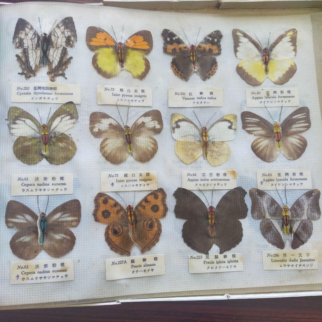 台湾産蝶類 標本 No. 100　101枚　中国