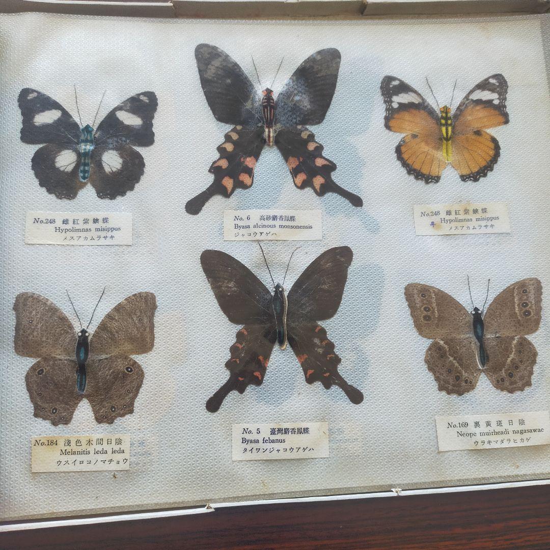 台湾産蝶類 標本 No. 100　101枚　中国