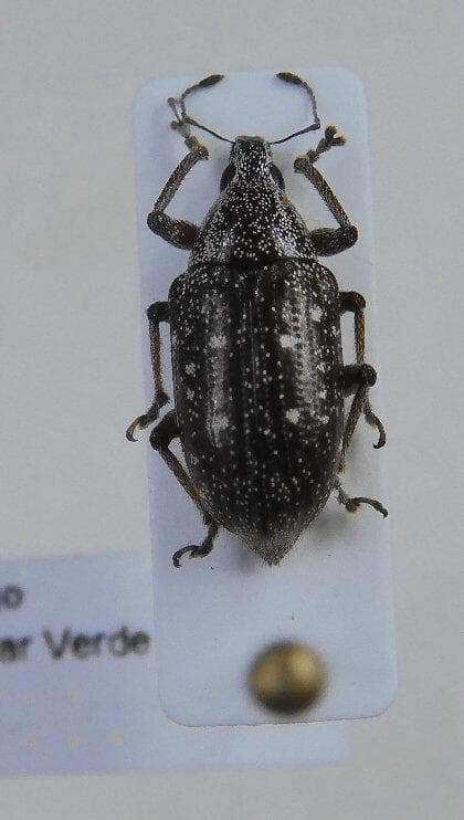 キューバ産　ゾウムシ　9mm