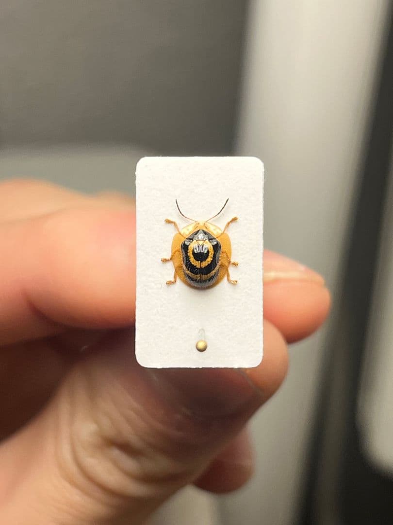 【5mm】目玉模様の特徴的なカメノコハムシ昆虫標本 タマムシカミキリテントウムシ