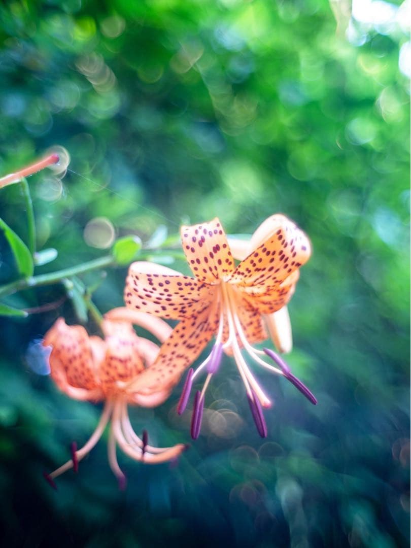 レンズ(単焦点) Leica SUMMILUX 35mm f1.4 2nd