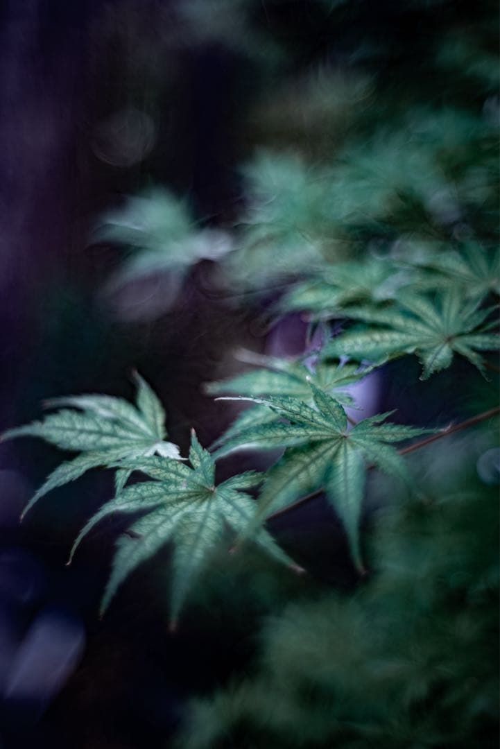 レンズ(単焦点) Leica SUMMILUX 35mm f1.4 2nd