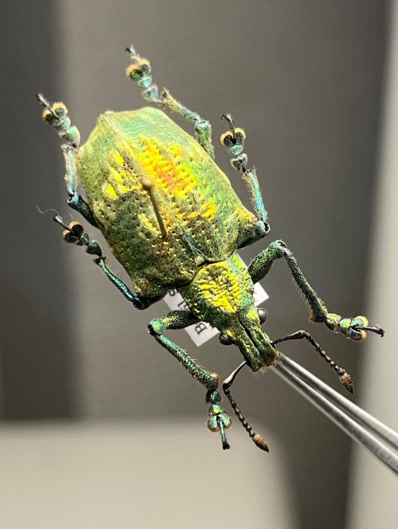 ホウセキゾウムシ ブラジル産 標本プラチナコガネ タマムシ ジンガサハムシ