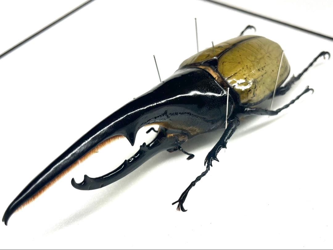 ヘラクレスオオカブト 148mm 標本
