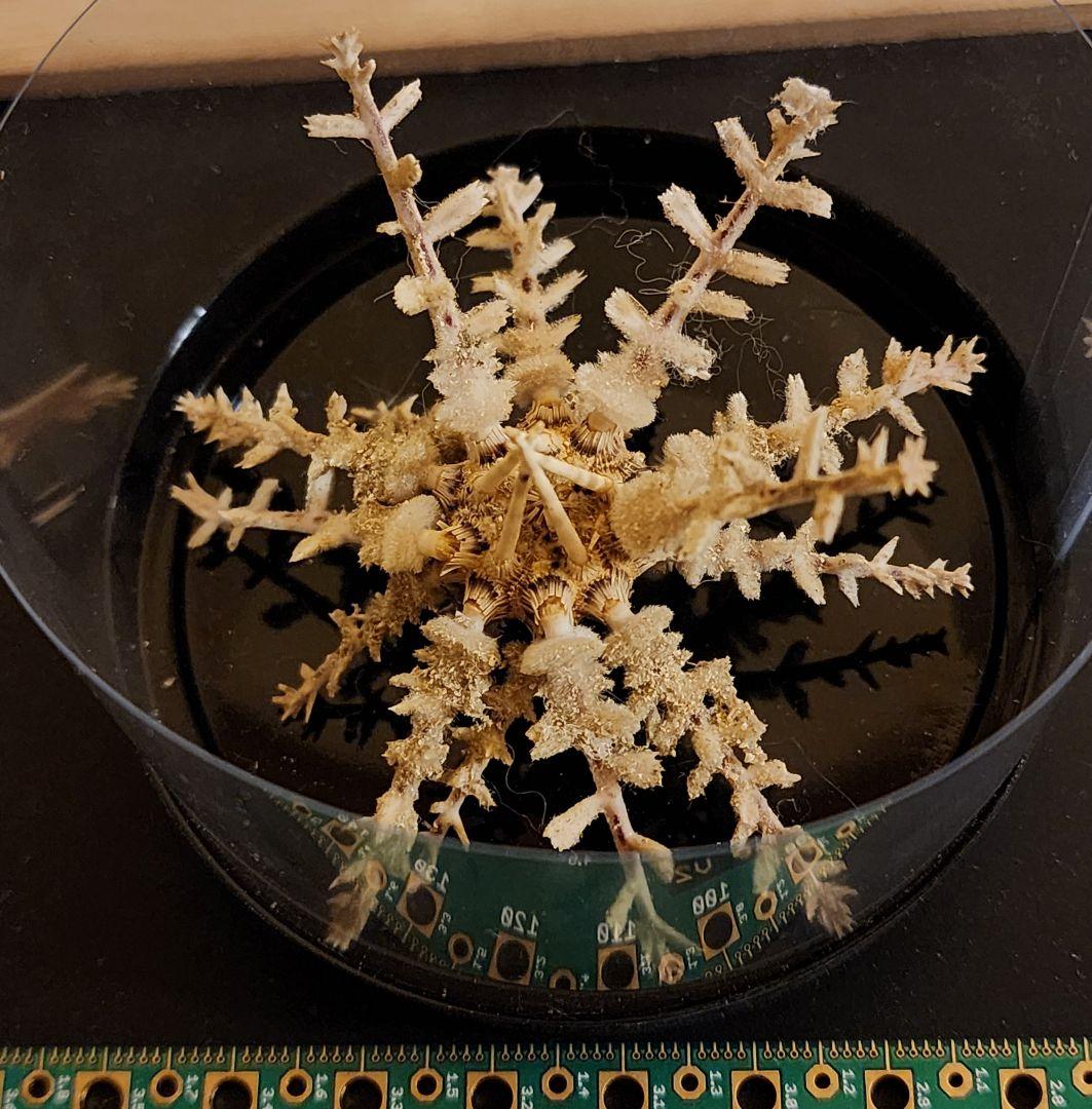 Goniocidaris spinosa　ウニ　標本