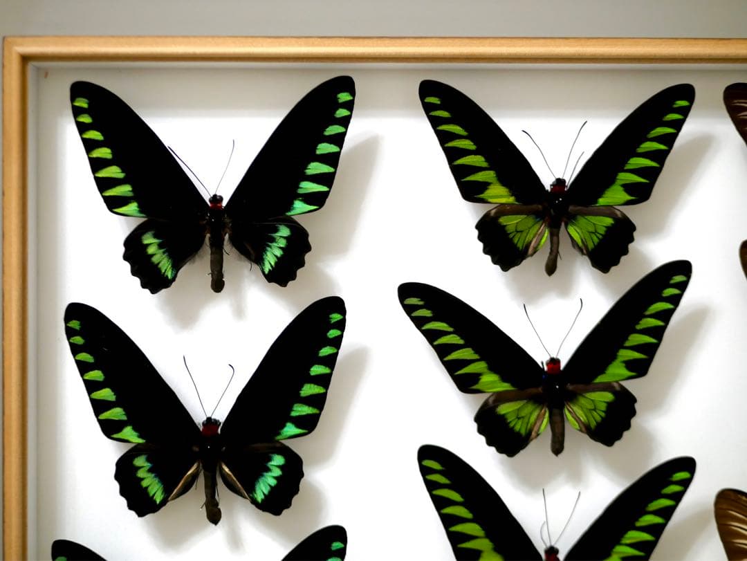 蝶標本 アカエリトリバネアゲハ各種 世界産地別コレクション 大型ドイツ箱