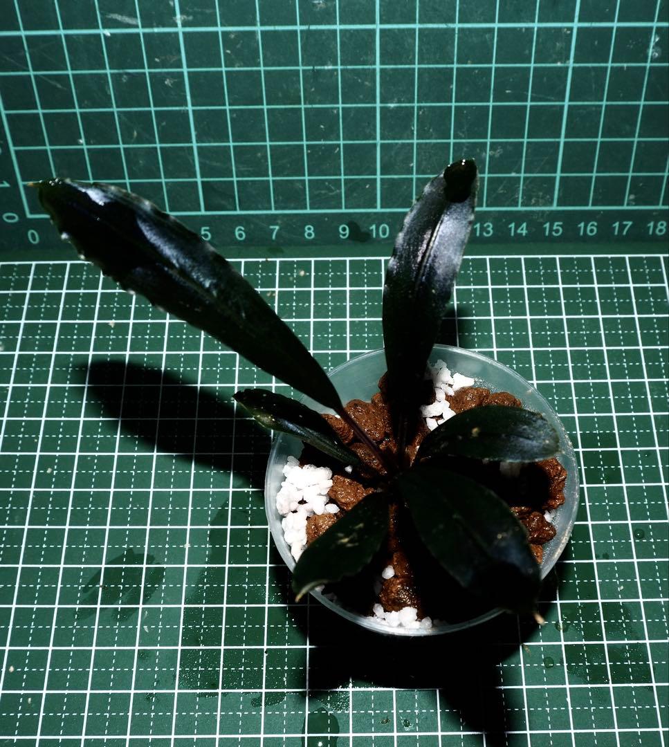 Bucephalandra sp\"Deep Purple\"【AZ0617-31】