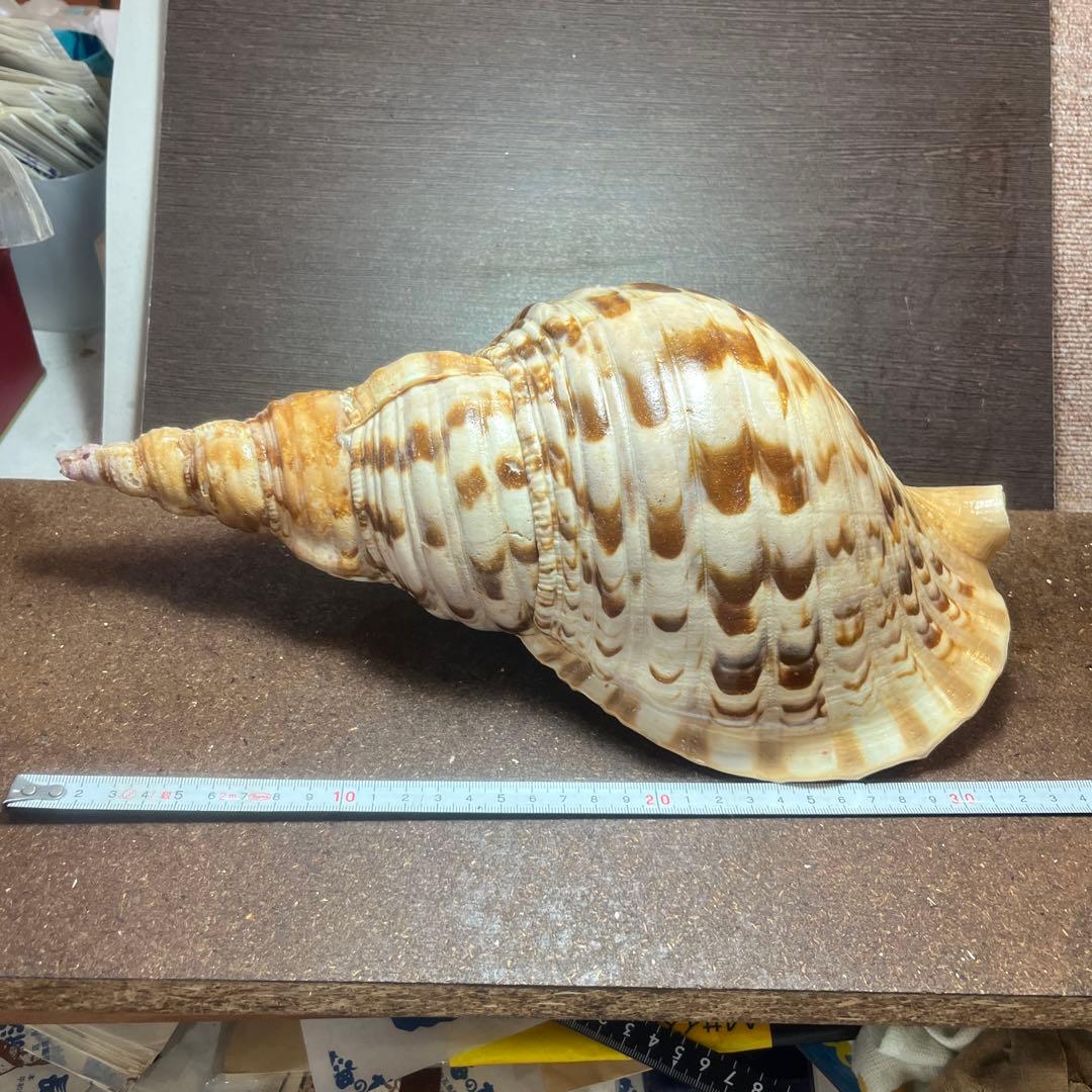 激レア　長崎県産　法螺貝　ホラガイ
