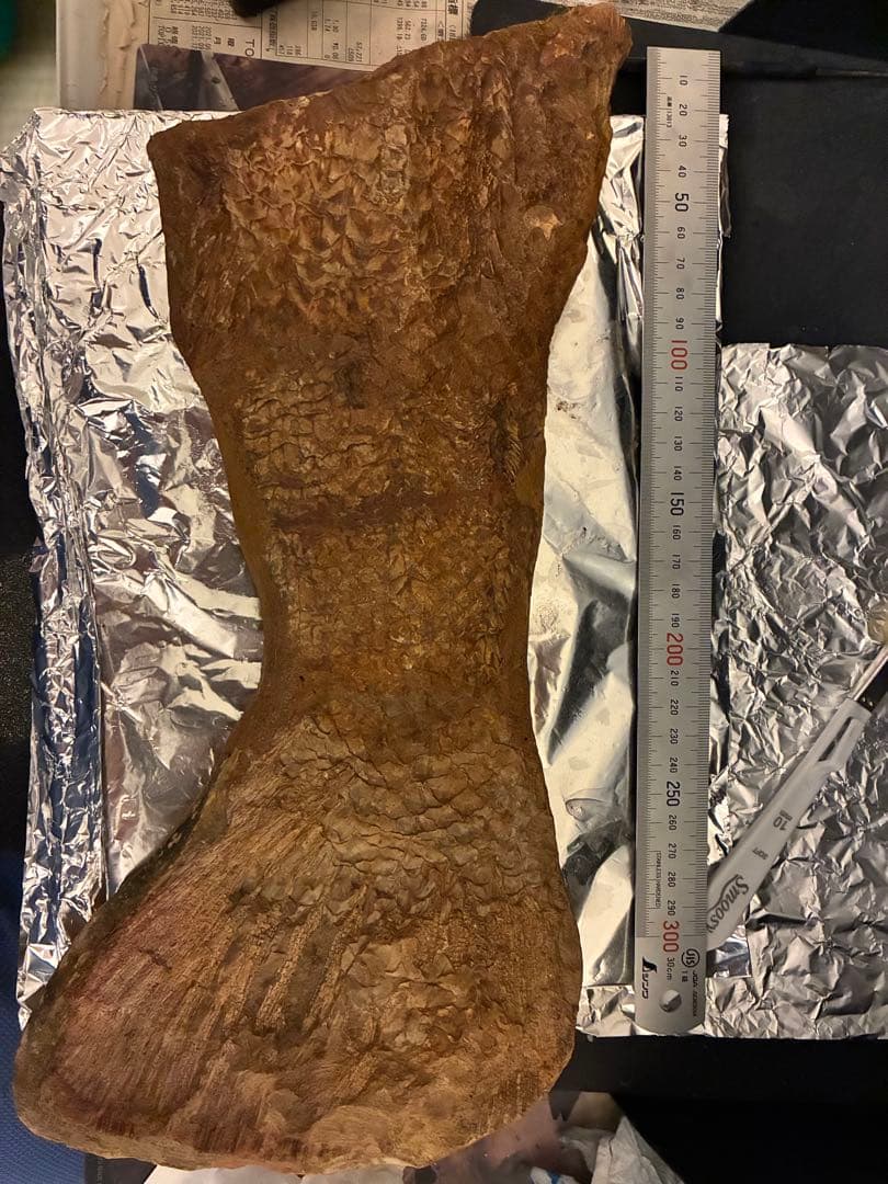 化石　カラモプレウルス