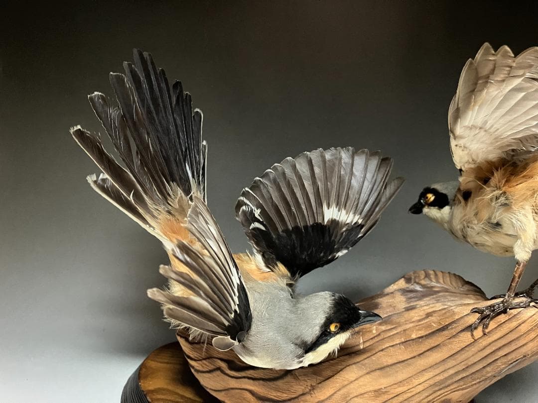 もずの剥製：種の保存法に該当しない鳥