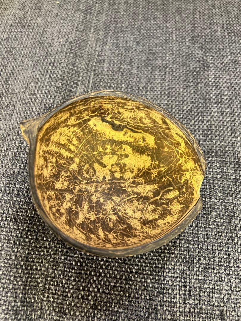 骨董品　天保期 木箱入り 貝殻5点セット 南京貝 男女貝 江戸期