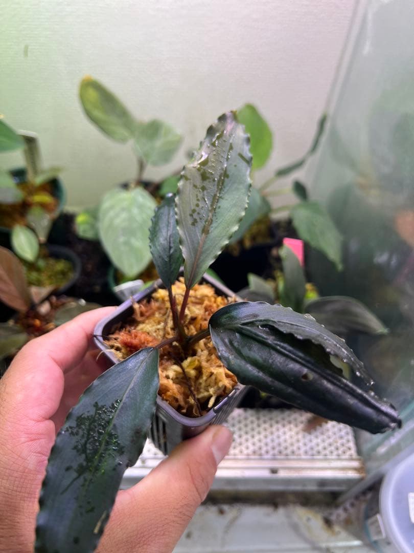 【AZ】ブセファランドラsp.deep purple