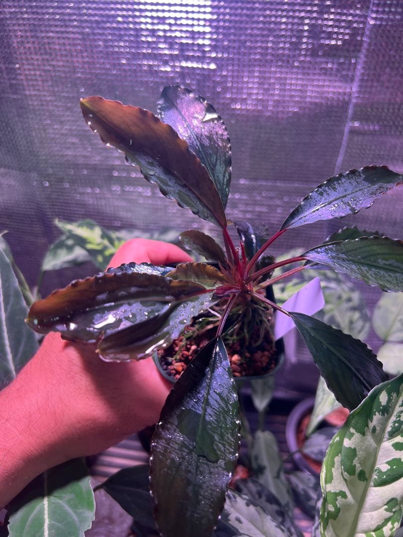 【AZ】ブセファランドラsp.deep purple